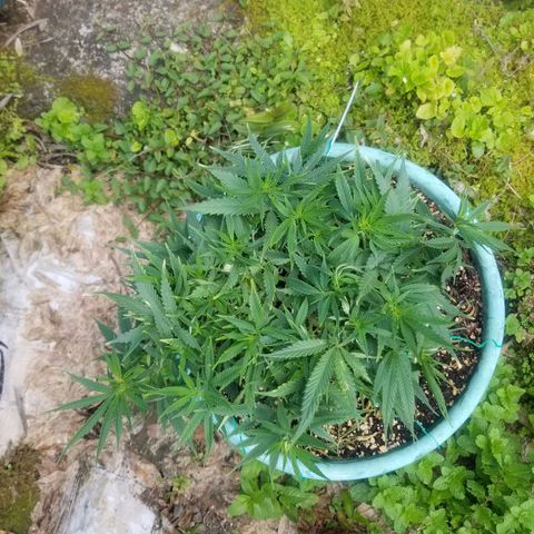 Super Kush January 2021 #1 growlog timeline photo