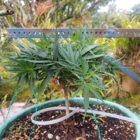 Super Kush January 2021 #1 growlog timeline photo