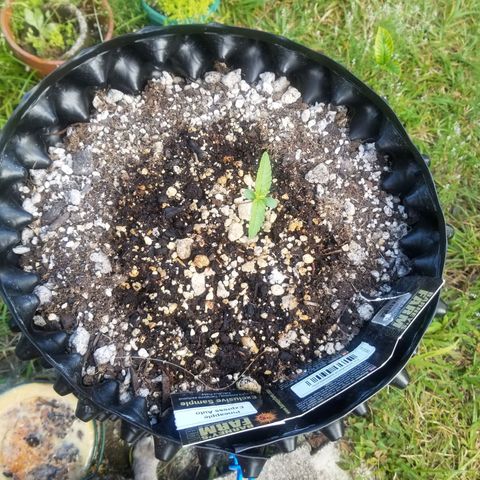 Pineapple Express Auto (Barney's Farm) growlog timeline photo