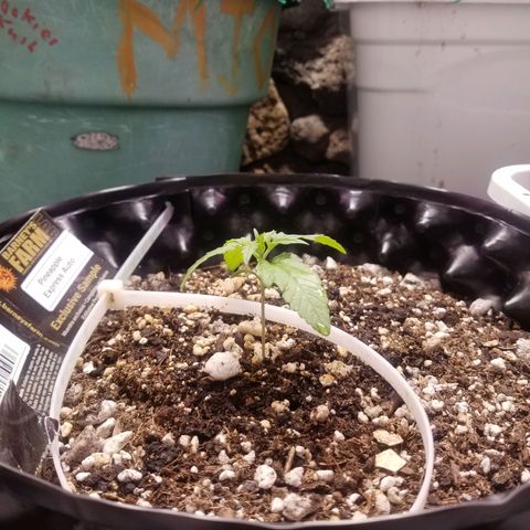 Pineapple Express Auto (Barney's Farm) growlog timeline photo