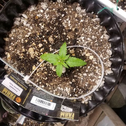 Pineapple Express Auto (Barney's Farm) growlog timeline photo