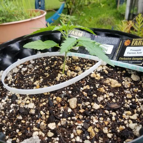 Pineapple Express Auto (Barney's Farm) growlog timeline photo