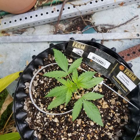 Pineapple Express Auto (Barney's Farm) growlog photo: Nice