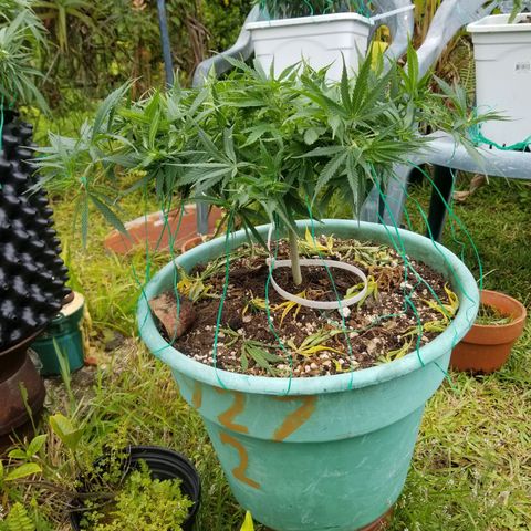 Super Kush January 2021 #1 growlog timeline photo