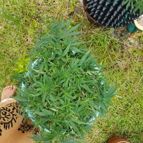 Super Kush January 2021 #1 growlog photo: Needs 2 flower.  Gonna try take clone again.  All others have died.