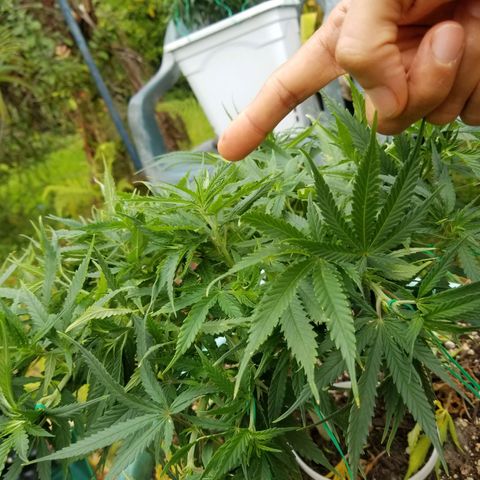 Super Kush January 2021 #1 growlog timeline photo