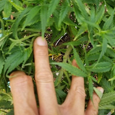 Super Kush January 2021 #1 growlog timeline photo
