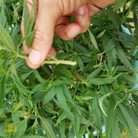 Super Kush January 2021 #1 growlog timeline photo