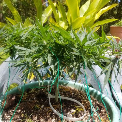 Super Kush January 2021 #1 growlog timeline photo