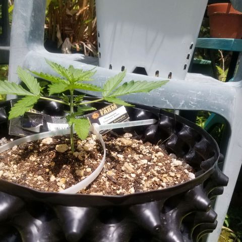 Pineapple Express Auto (Barney's Farm) growlog timeline photo