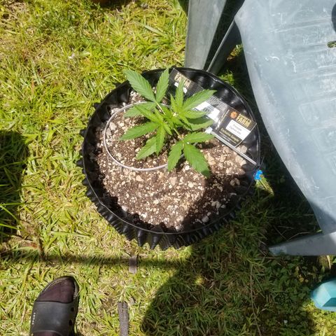 Pineapple Express Auto (Barney's Farm) growlog timeline photo
