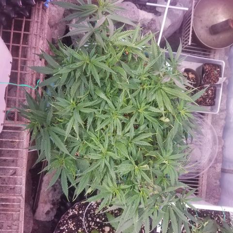 Super Kush January 2021 #1 growlog timeline photo