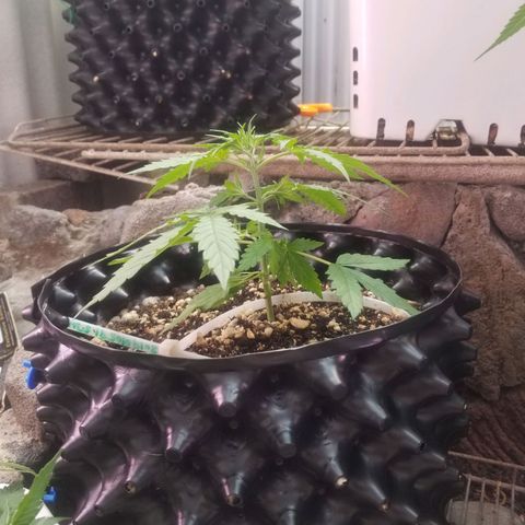 Pineapple Express Auto (Barney's Farm) growlog timeline photo