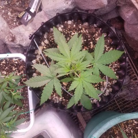 Pineapple Express Auto (Barney's Farm) growlog photo: I want to top it, but idk