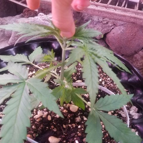 Pineapple Express Auto (Barney's Farm) growlog photo: Hope I did it right 