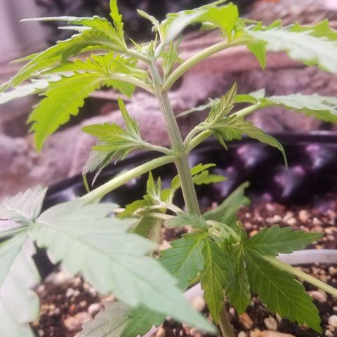 Pineapple Express Auto (Barney's Farm) growlog photo: Hope I did it right 