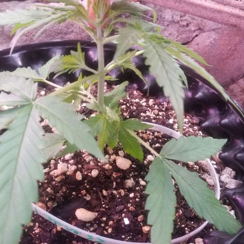 Pineapple Express Auto (Barney's Farm) growlog photo: Hope I did it right 