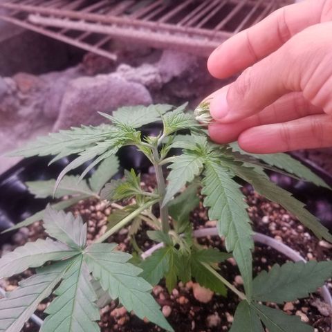 Pineapple Express Auto (Barney's Farm) growlog photo: Hope I did it right 