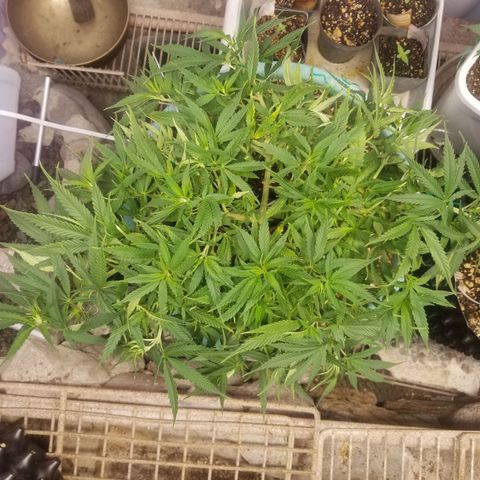Super Kush January 2021 #1 growlog photo: Gonna take a coupla clones from the bushy areas