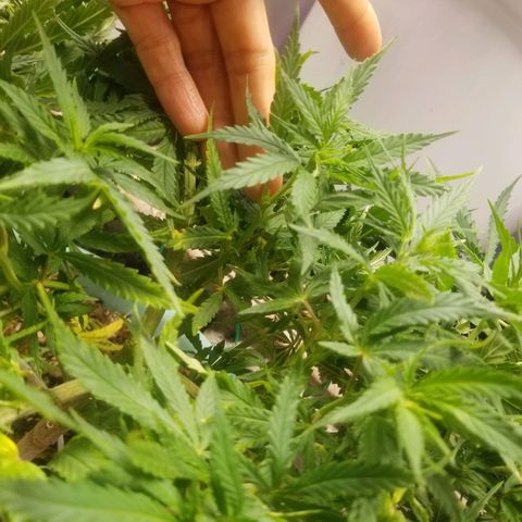 Super Kush January 2021 #1 growlog photo: 2 more clones from Super Kush.  I won't be able 2 log them in this app, though.  