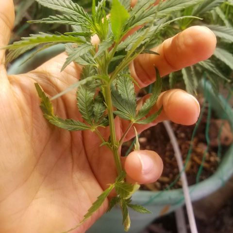 Super Kush January 2021 #1 growlog photo: 2 more clones from Super Kush.  I won't be able 2 log them in this app, though.  