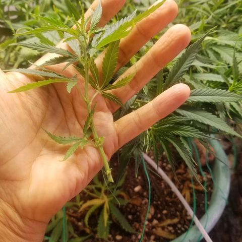 Super Kush January 2021 #1 growlog photo: 2 more clones from Super Kush.  I won't be able 2 log them in this app, though.  