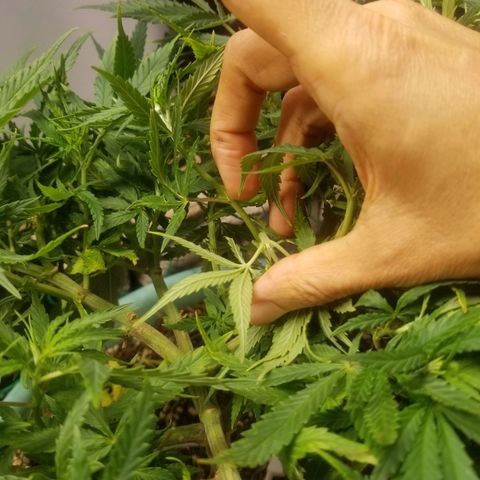 Super Kush January 2021 #1 growlog photo: 2 more clones from Super Kush.  I won't be able 2 log them in this app, though.  