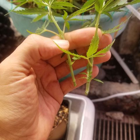Super Kush January 2021 #1 growlog timeline photo
