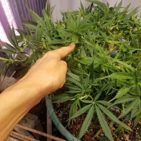 Super Kush January 2021 #1 growlog photo: Taking another clone from top. 