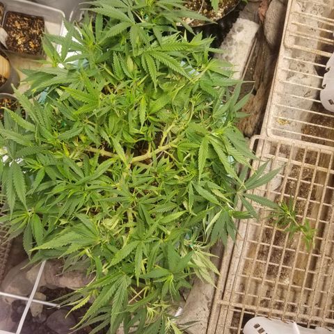 Super Kush January 2021 #1 growlog timeline photo