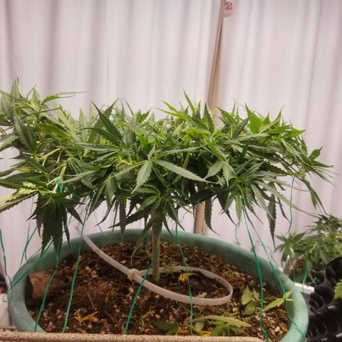Super Kush January 2021 #1 growlog timeline photo