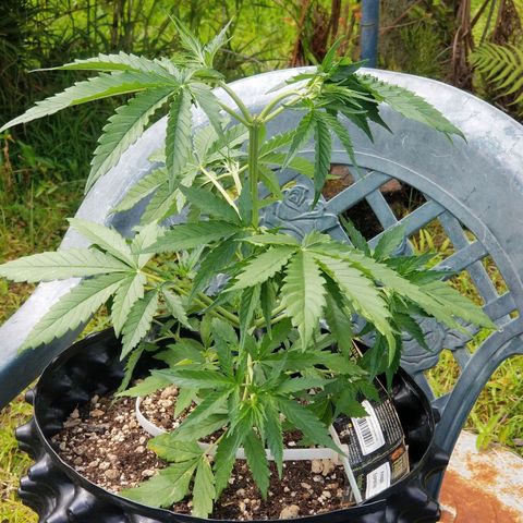 Pineapple Express Auto (Barney's Farm) growlog timeline photo