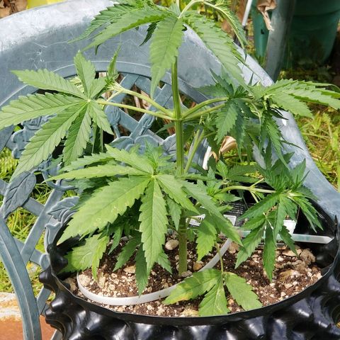 Pineapple Express Auto (Barney's Farm) growlog timeline photo