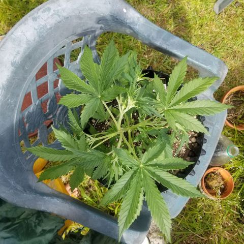 Pineapple Express Auto (Barney's Farm) growlog timeline photo