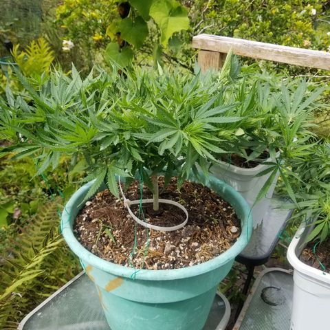 Super Kush January 2021 #1 growlog timeline photo