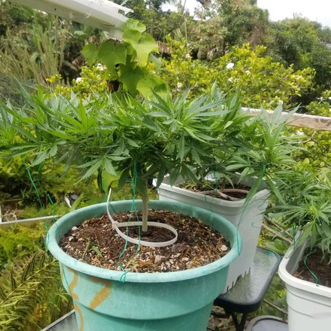 Super Kush January 2021 #1 growlog timeline photo