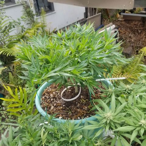 Super Kush January 2021 #1 growlog timeline photo