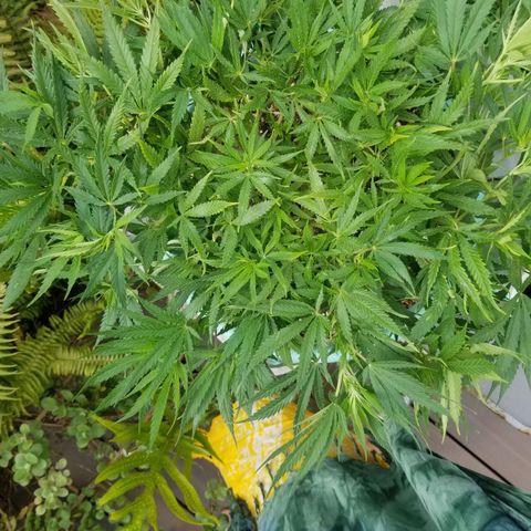 Super Kush January 2021 #1 growlog timeline photo