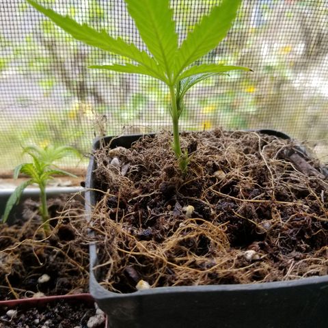 Super Kush January 2021 #1 growlog photo: 3 clones live