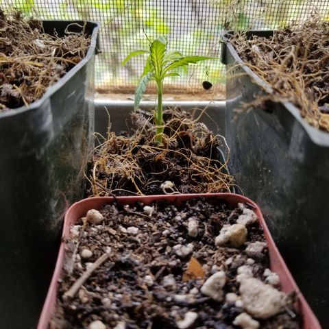 Super Kush January 2021 #1 growlog photo: 3 clones live