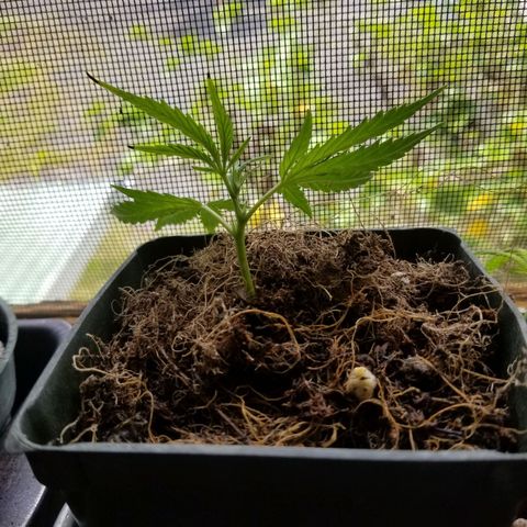 Super Kush January 2021 #1 growlog photo: 3 clones live