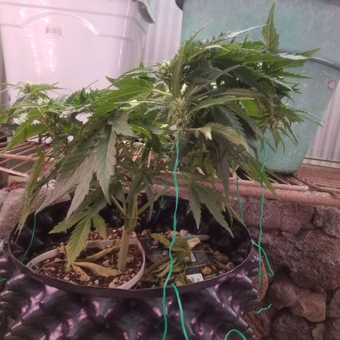Pineapple Express Auto (Barney's Farm) growlog timeline photo