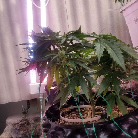 Pineapple Express Auto (Barney's Farm) growlog timeline photo