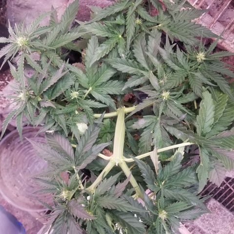 Pineapple Express Auto (Barney's Farm) growlog timeline photo