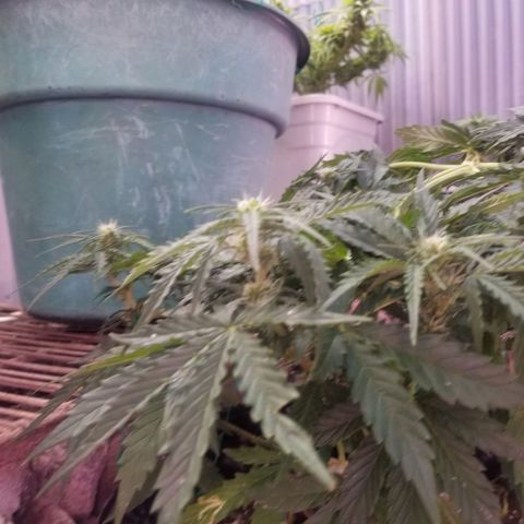 Pineapple Express Auto (Barney's Farm) growlog timeline photo