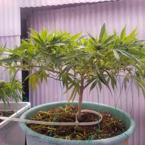 Super Kush January 2021 #1 growlog timeline photo