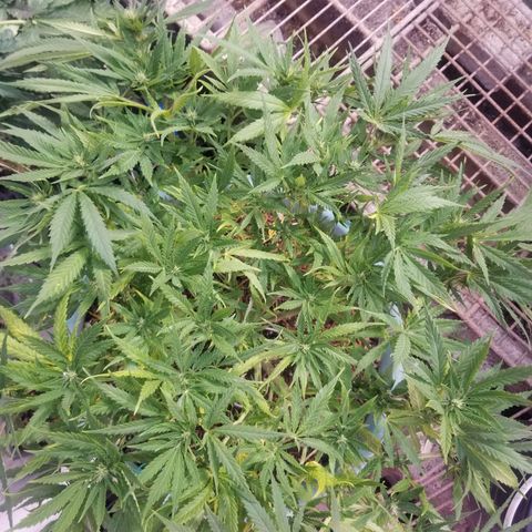 Super Kush January 2021 #1 growlog timeline photo