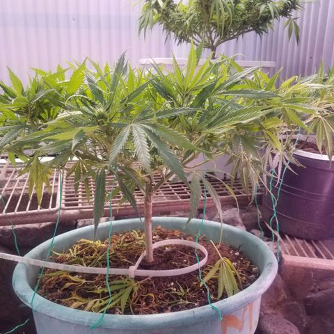 Super Kush January 2021 #1 growlog timeline photo