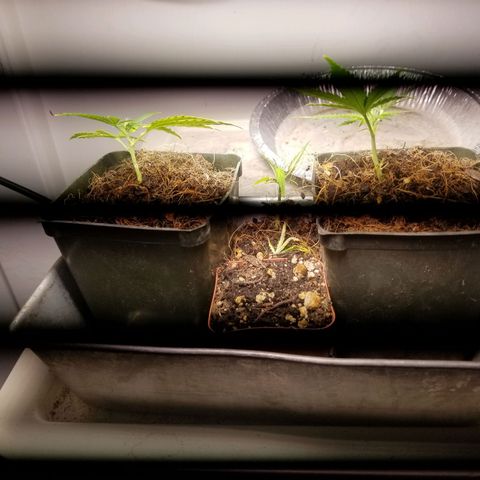 Super Kush January 2021 #1 growlog photo: 3 clones still living :)