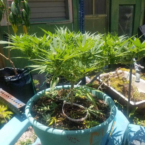 Super Kush January 2021 #1 growlog timeline photo